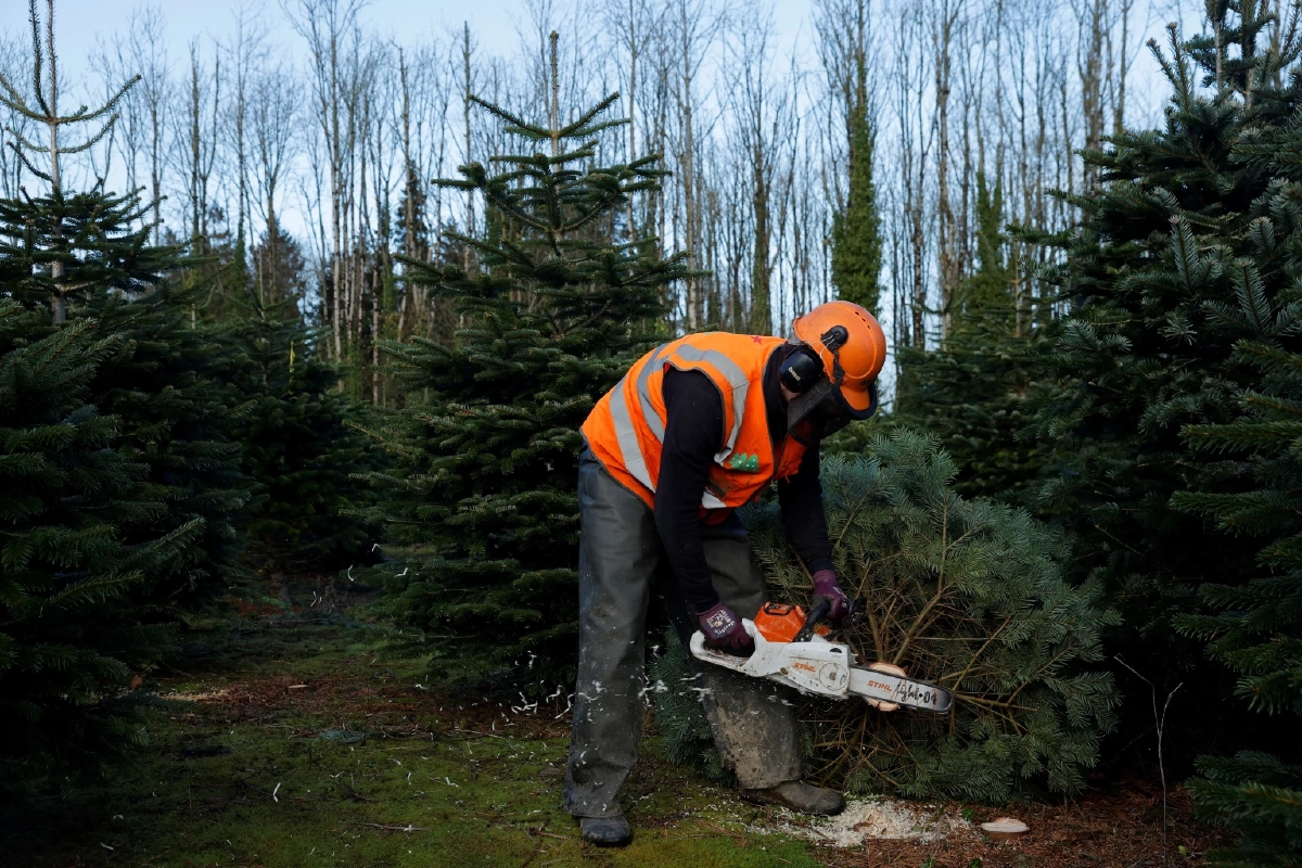 ต้นคริสต์มาสจริง vs ปลอม: ทางเลือกไหนรักษ์โลกกว่ากัน?