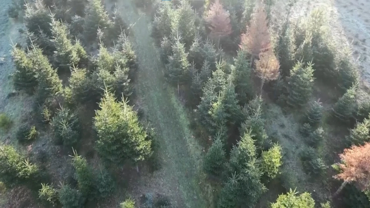 ยุโรปใช้ 'สุนัขหุ่นยนต์' สำรวจและปกป้องพื้นที่ป่าไม้ให้ยั่งยืน