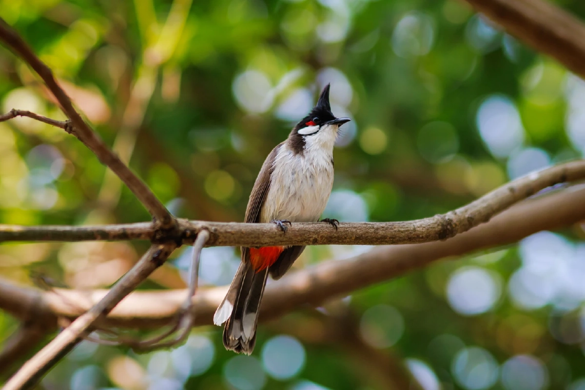 นกปรอดหัวโขน หลุดจากสัตว์ป่าคุ้มครองแล้ว เพาะเลี้ยงได้แต่มีเงื่อนไข