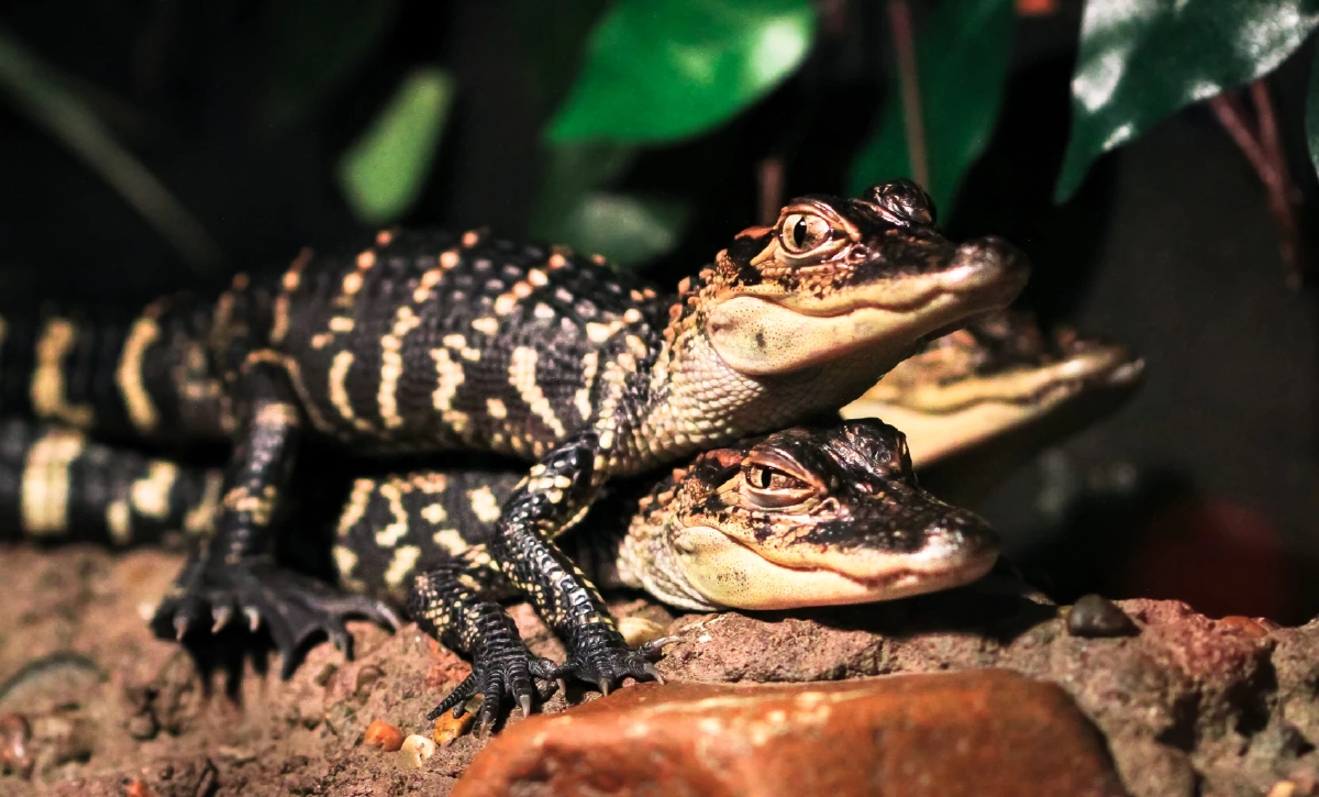 อุณหภูมิโลกที่ร้อนขึ้น ทำให้สัตว์เลื้อยคลานขาดแคลนเพศผู้