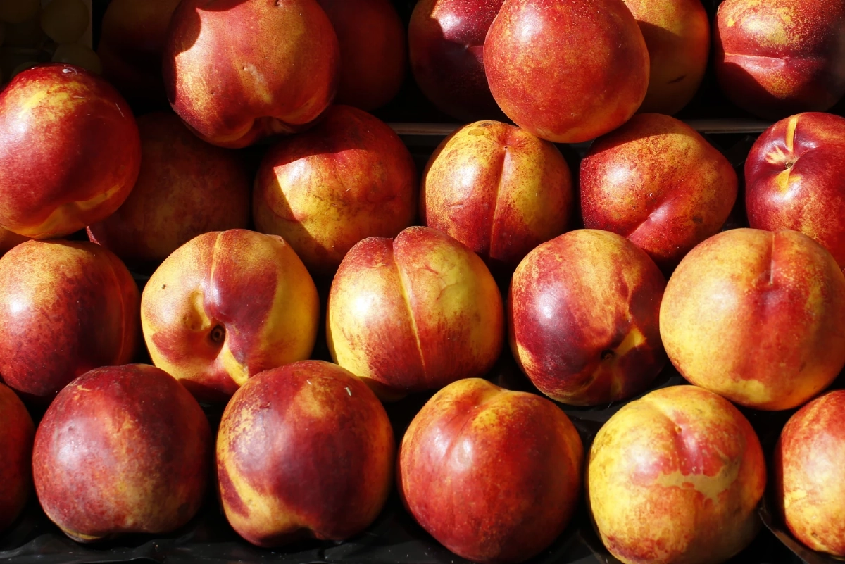 ล้ำไปอีกขั้น! นักวิทย์สเปนคิดระบบสแกน “ใบ” รู้เวลาเก็บผลไม้ เทคนิคใหม่ไม่ต้องเด็ดมาตรวจให้เสียของ Credit ภาพ REUTERS 