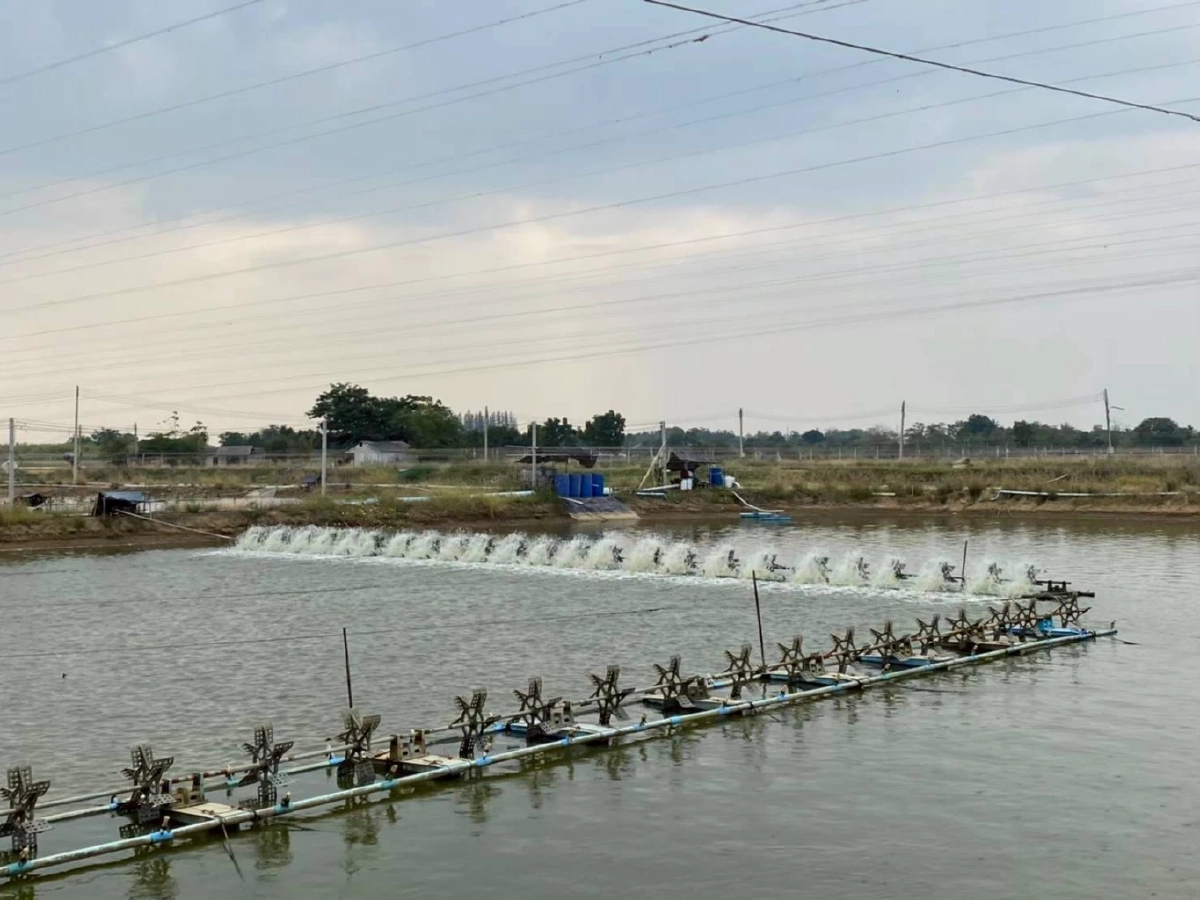 ไทยเร่งปรับ! ‘ควบคุมการระบายน้ำทิ้งบ่อเพาะเลี้ยงสัตว์น้ำ’ แก้ประกาศกระทรวงฯ