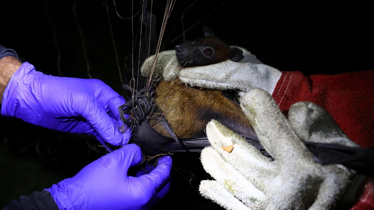 อินเดียสั่งล็อกดาวน์ ‘ไวรัสนิปาห์’ อาการร้ายแรงกว่าโควิด