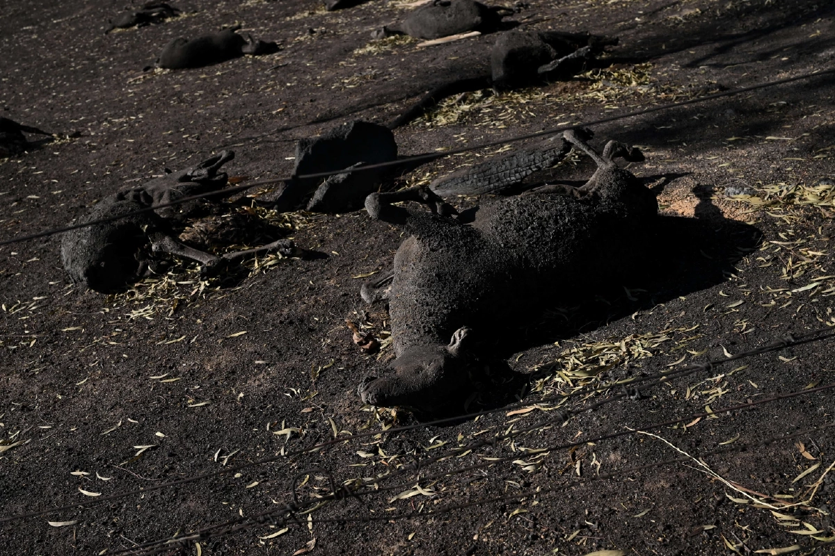 ไฟป่าในออสเตรเลีย Cr.Reuters