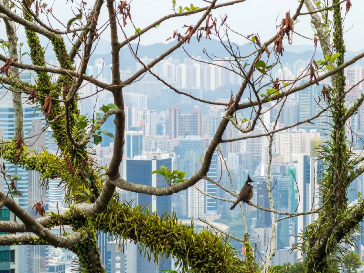 ‘วิ่งไป เที่ยวไป’ เทรนด์ใหม่ Runcation ชวนเที่ยวฮ่องกง วิ่งชมวิวในมุมที่รถพาไปไม่ถึง