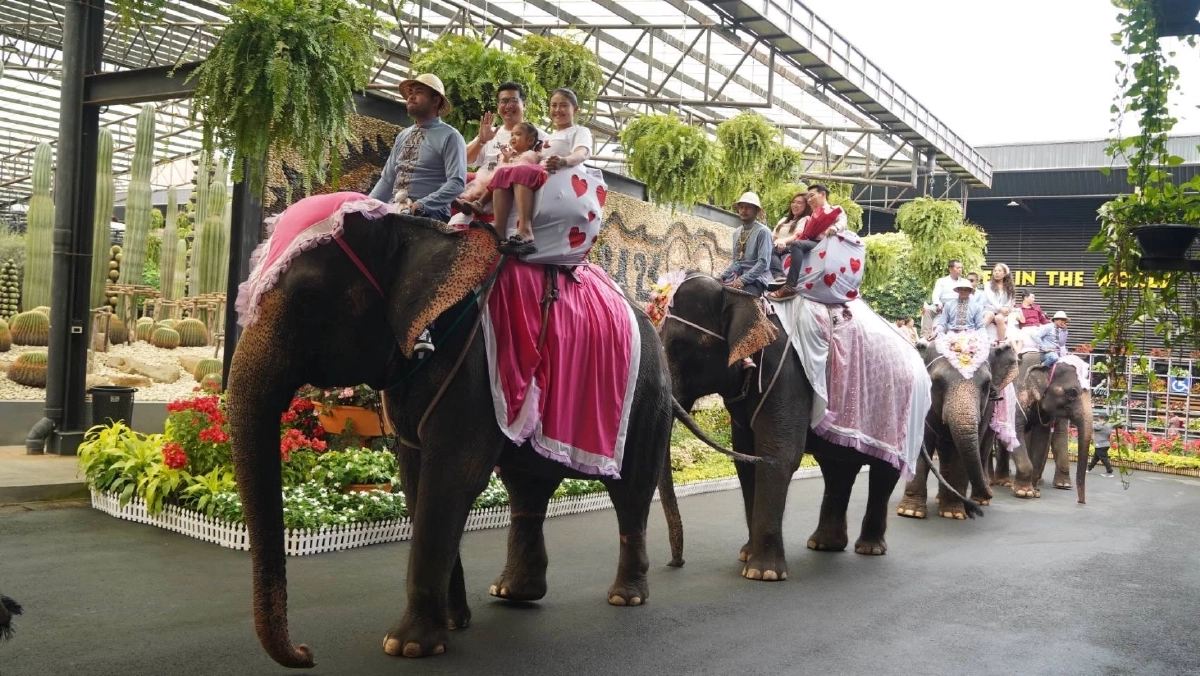 วาเลนไทน์ 2569 ‘จดทะเบียนสมรสบนหลังช้าง’ ที่สวนนงนุช ชูไทยสู่สายตานานาชาติ
