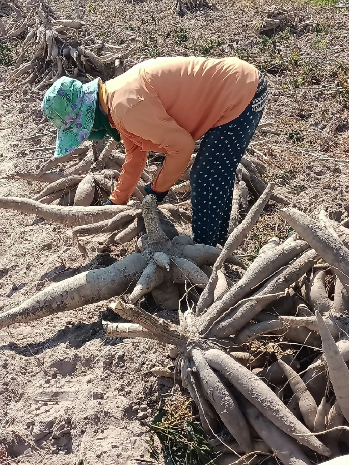 เกษตรฯ ดันแปลงใหญ่มันสำปะหลังร้อยเอ็ด รายได้พุ่งเกือบ 80%
