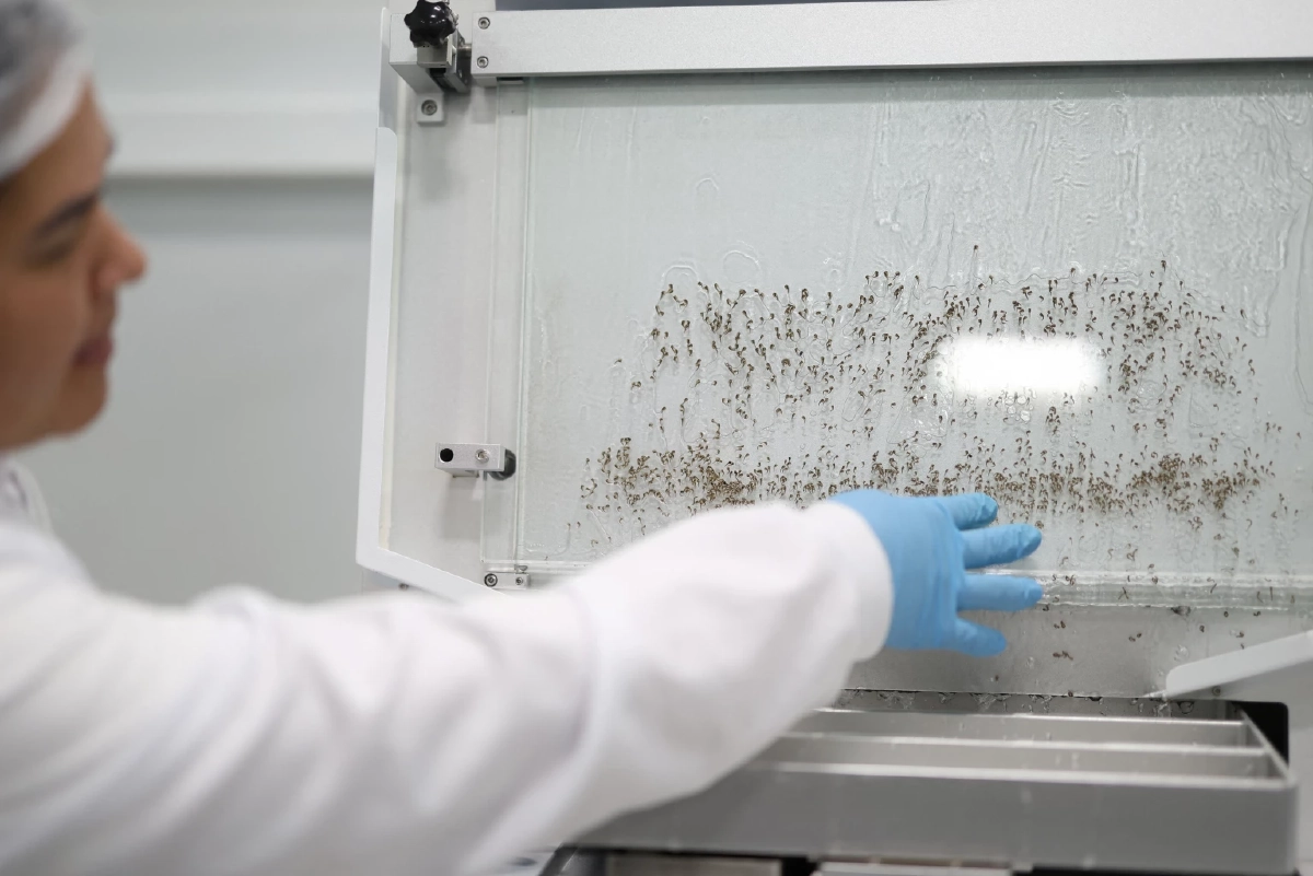 ป่าหาย ยุงเปลี่ยนเป้า! ชี้ยุงหันมาดูดเลือดคนมากขึ้นหลังพื้นที่ป่าลด เสี่ยงโรคระบาดพุ่ง Credit ภาพ REUTERS  