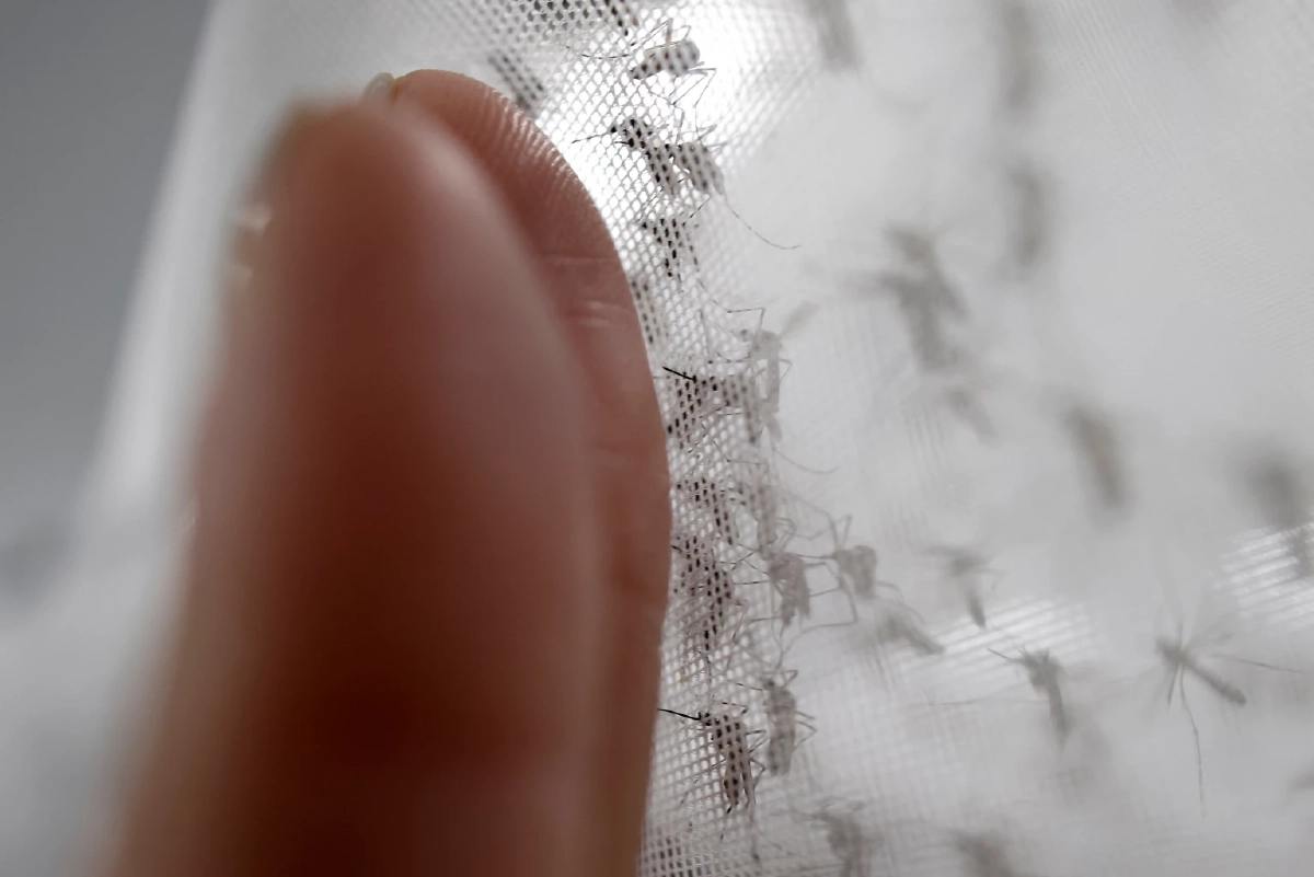 ป่าหาย ยุงเปลี่ยนเป้า! ชี้ยุงหันมาดูดเลือดคนมากขึ้นหลังพื้นที่ป่าลด เสี่ยงโรคระบาดพุ่ง Credit ภาพ REUTERS  