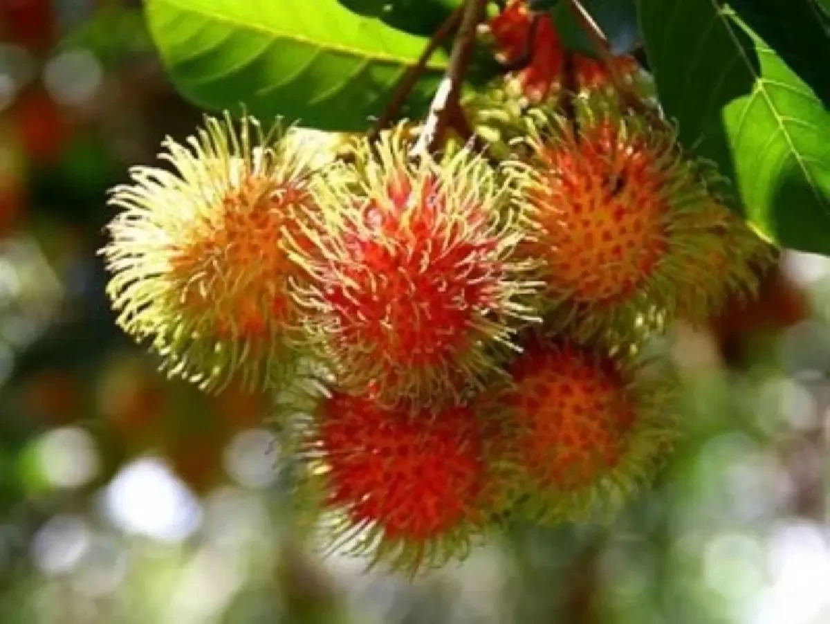 เกษตร เตรียมรับมือฤดูผลไม้ตะวันออก พร้อม คุมเข้มคุณภาพทุกมิติ