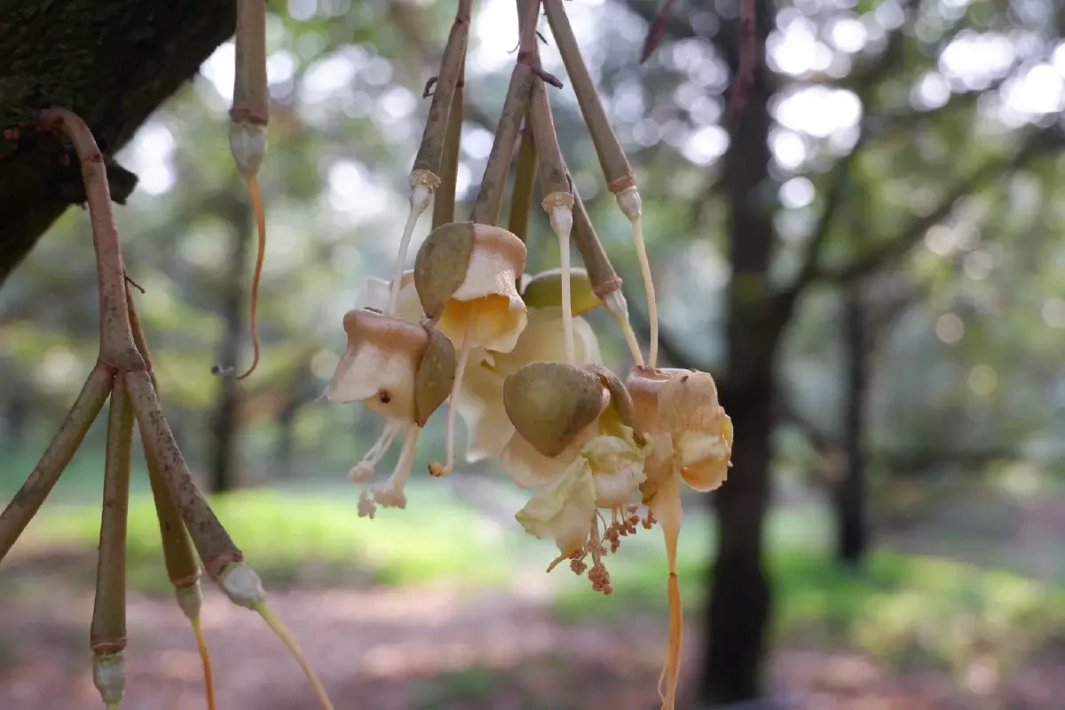 เกษตร เตรียมรับมือฤดูผลไม้ตะวันออก พร้อม คุมเข้มคุณภาพทุกมิติ