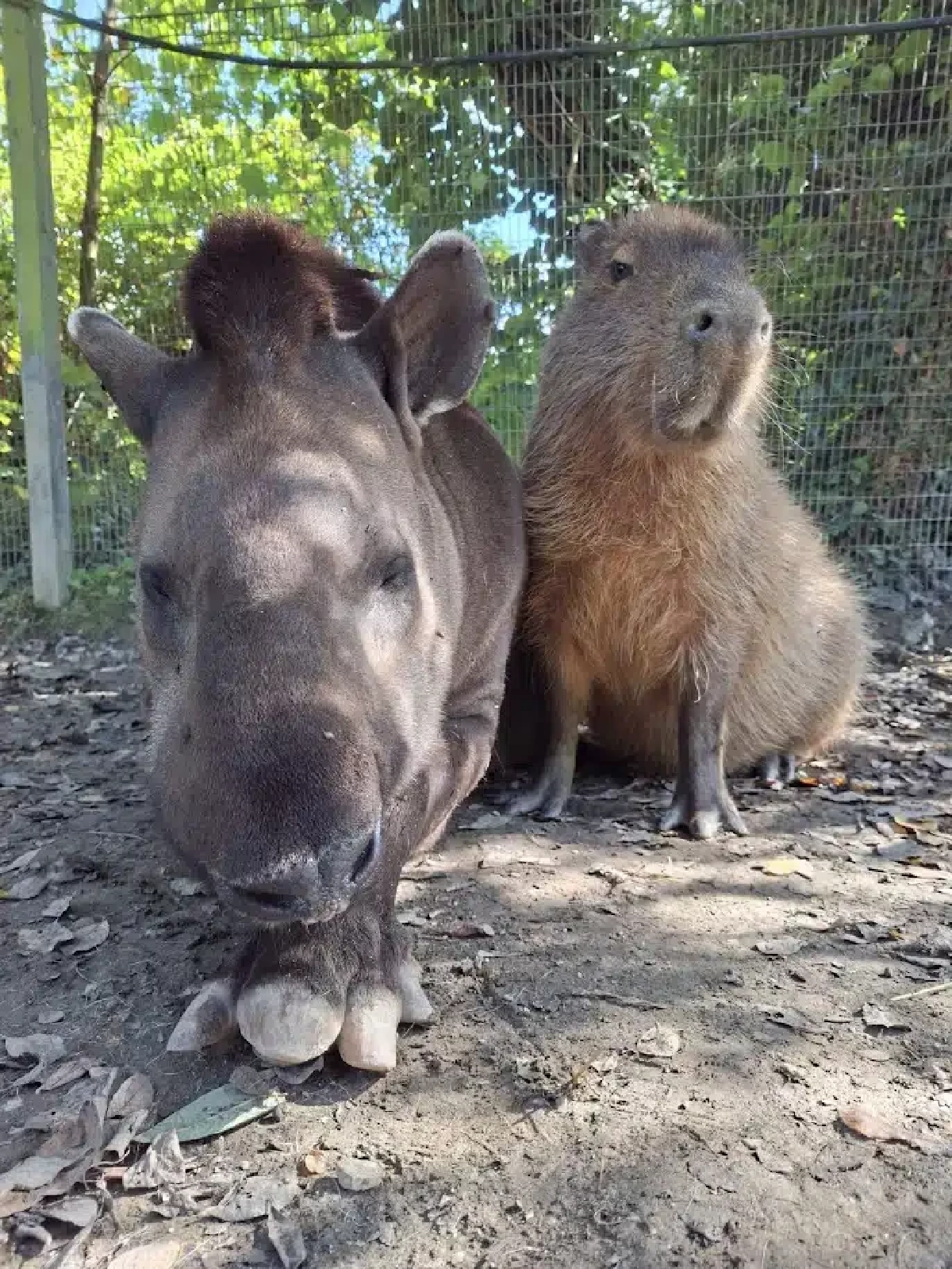 มิตรภาพจนวันตาย! 'สมเสร็จ-คาปิบารา' คู่หูต่างสายพันธุ์ ถูกการุณยฆาตพร้อมกัน