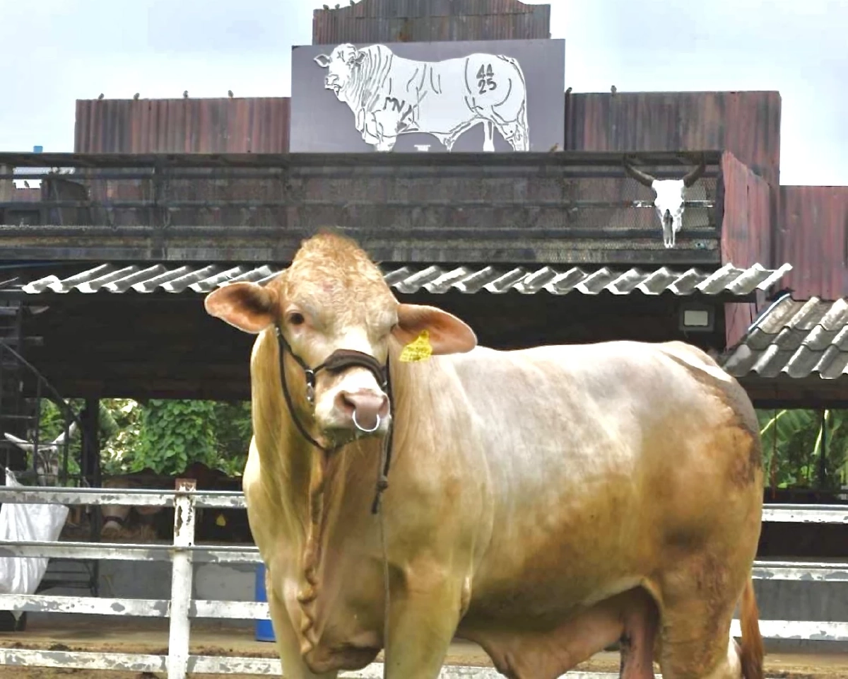 NIA ใช้นวัตกรรมเปลี่ยนโคเนื้อไทย 4 สายพันธุ์ท้องถิ่นสู่แบรนด์พรีเมียมระดับโลก