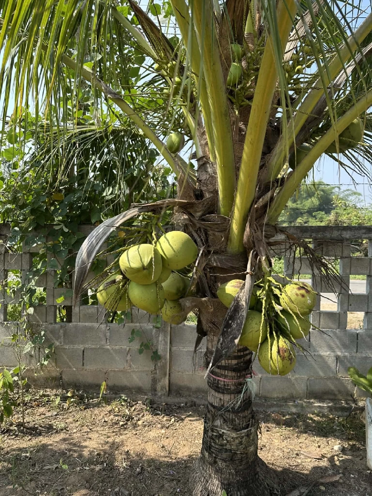 ปลุกกระแส Gen Z  ดื่มน้ำมะพร้าว healthy drink วันที่มะพร้าวน้ำหอมราคาดิ่ง