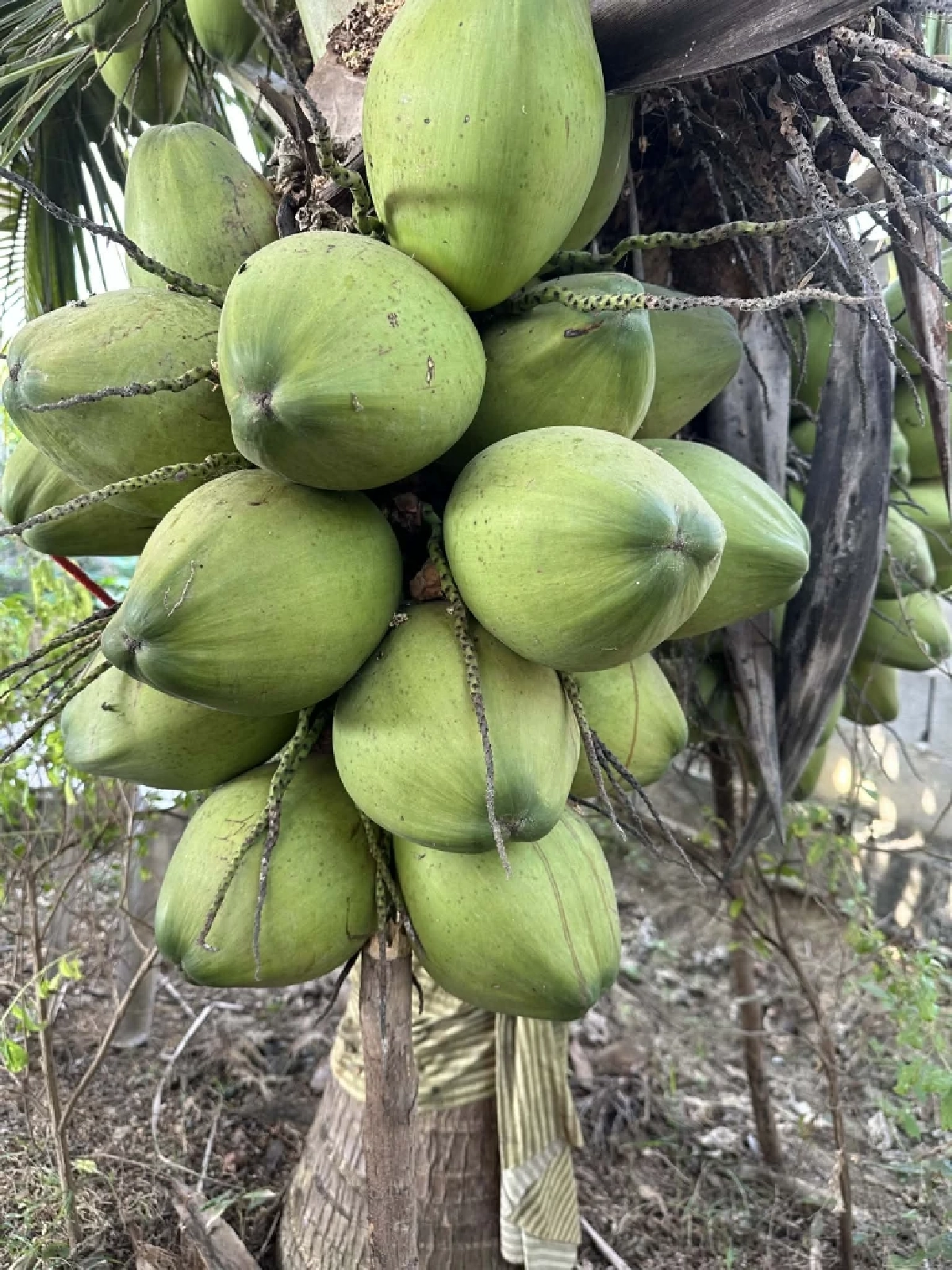 ปลุกกระแส Gen Z  ดื่มน้ำมะพร้าว healthy drink วันที่มะพร้าวน้ำหอมราคาดิ่ง