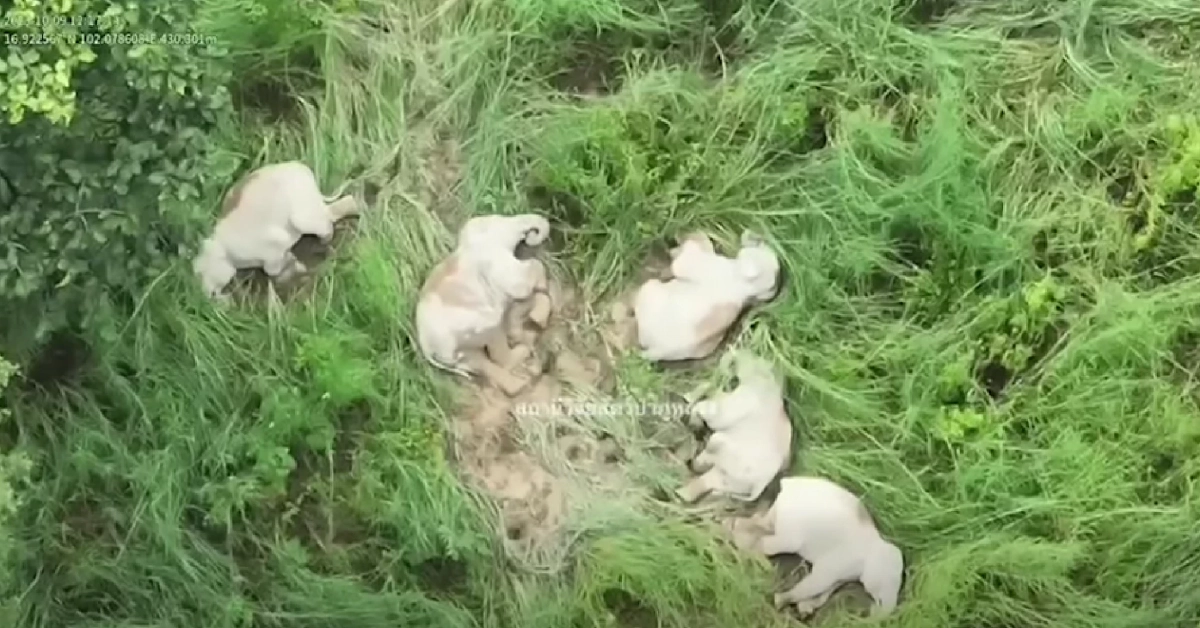 สีดอหูพับและผองเพื่อนนอนเล่น Cr.สถานีวิจัยสัตว์ป่าภูหลวง