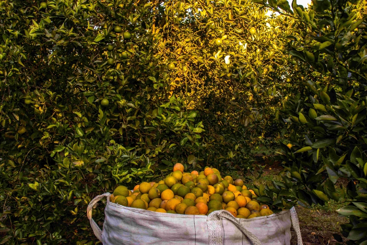 เจาะอินไซต์ ‘ส้มมงคล’ KEX ปรับทัพการส่งผลไม้สด รับเทศกาลตรุษจีน 2026