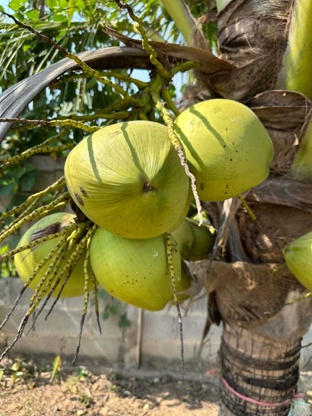 ปลุกกระแส Gen Z  ดื่มน้ำมะพร้าว healthy drink วันที่มะพร้าวน้ำหอมราคาดิ่ง