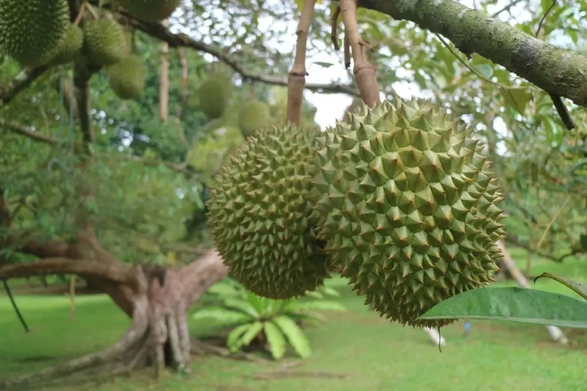 เกษตร เตรียมรับมือฤดูผลไม้ตะวันออก พร้อม คุมเข้มคุณภาพทุกมิติ