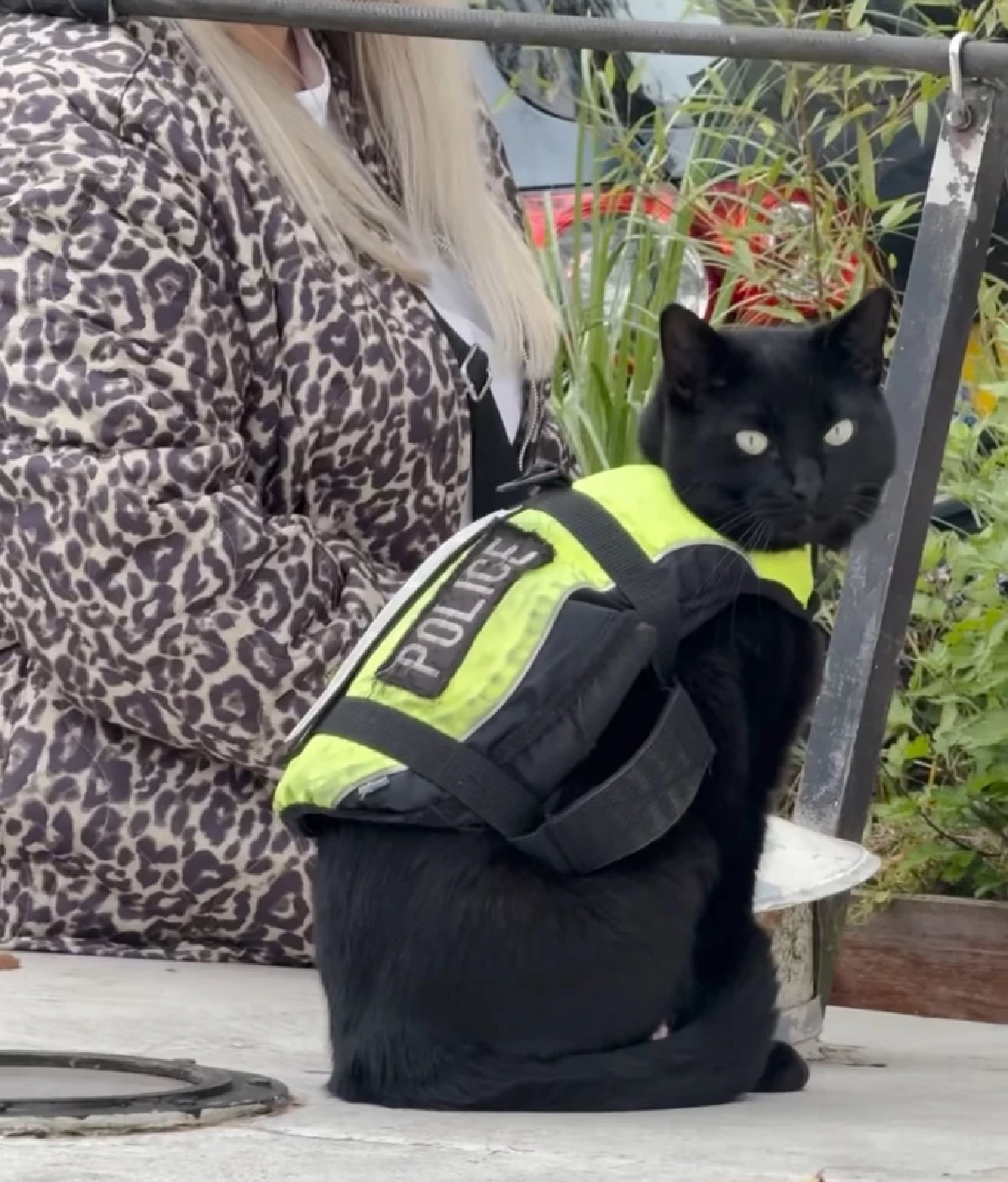 Cr.ig police_cat_amsterdam