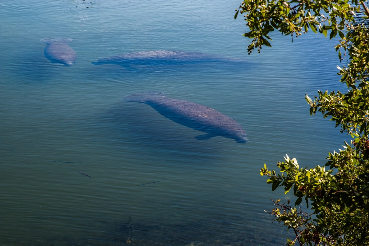 พบพะยูนตาย 25 ตัว ภายใน 1 สัปดาห์ เกิดอะไรขึ้นกับแม่น้ำในฟลอริดา