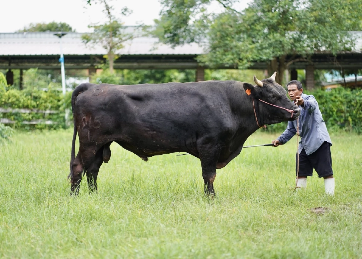 NIA ใช้นวัตกรรมเปลี่ยนโคเนื้อไทย 4 สายพันธุ์ท้องถิ่นสู่แบรนด์พรีเมียมระดับโลก