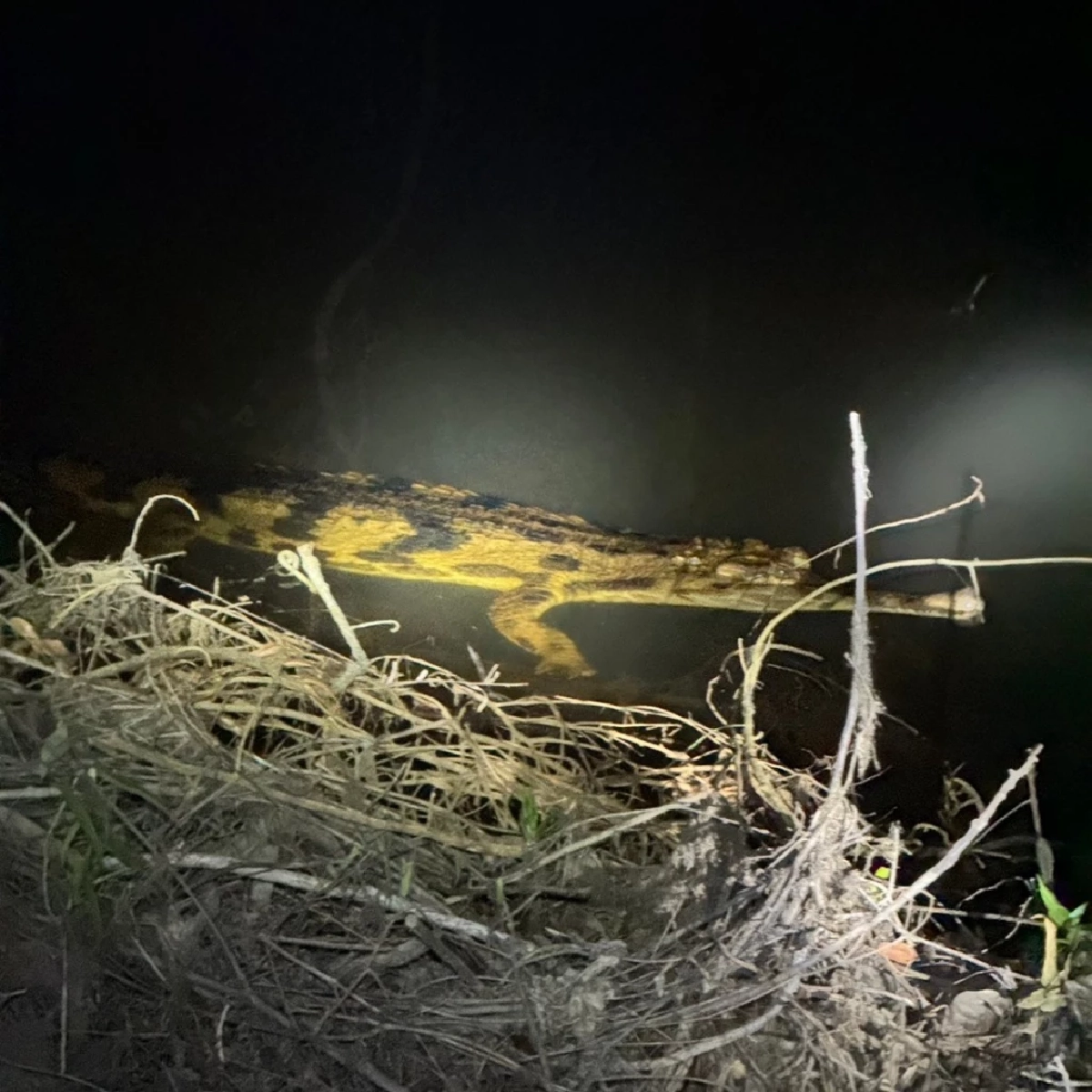 Cr.กลุ่มงานวิจัยสัตว์ป่า Wildlife Research Division