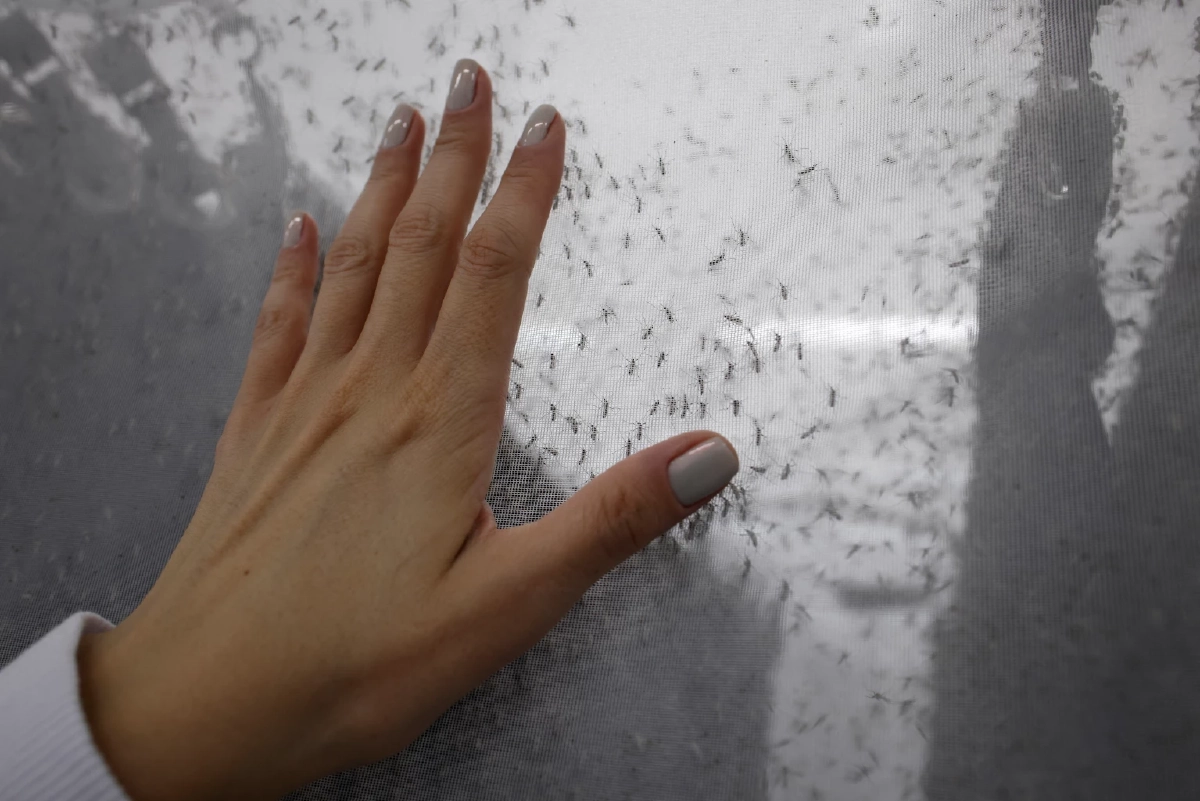 ป่าหาย ยุงเปลี่ยนเป้า! ชี้ยุงหันมาดูดเลือดคนมากขึ้นหลังพื้นที่ป่าลด เสี่ยงโรคระบาดพุ่ง Credit ภาพ REUTERS 