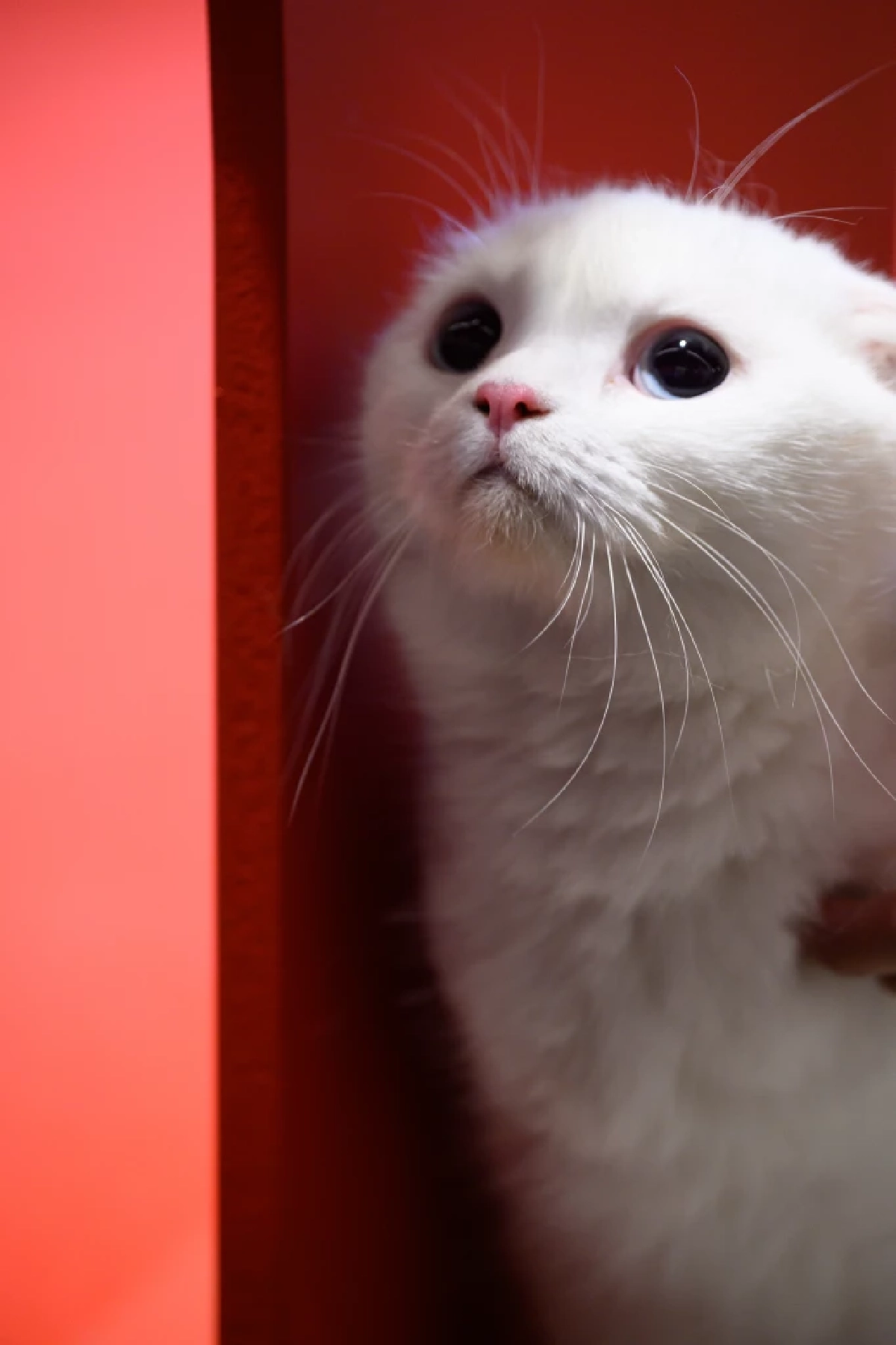 คนเจน Gen Z สายเปย์ Z ยอม ‘อดมื้อกินมื้อ’ ทุ่มเพื่อน้องหมามา ดันตลาดอาหารสัตว์เลี้ยงโต