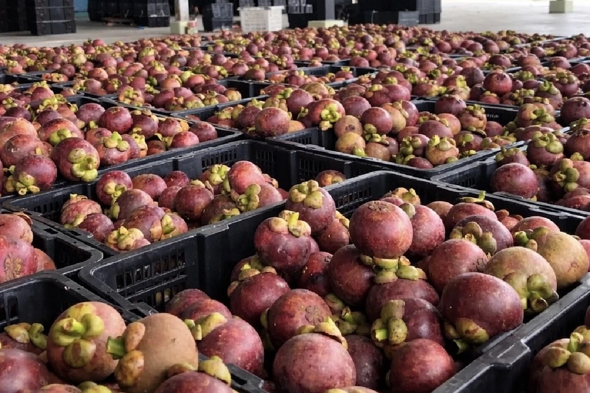 กรมส่งเสริมสหกรณ์ งัด 4 มาตรการดันสินค้า GI รุกห้างใหญ่ สร้างราคา เพิ่มมูลค่า