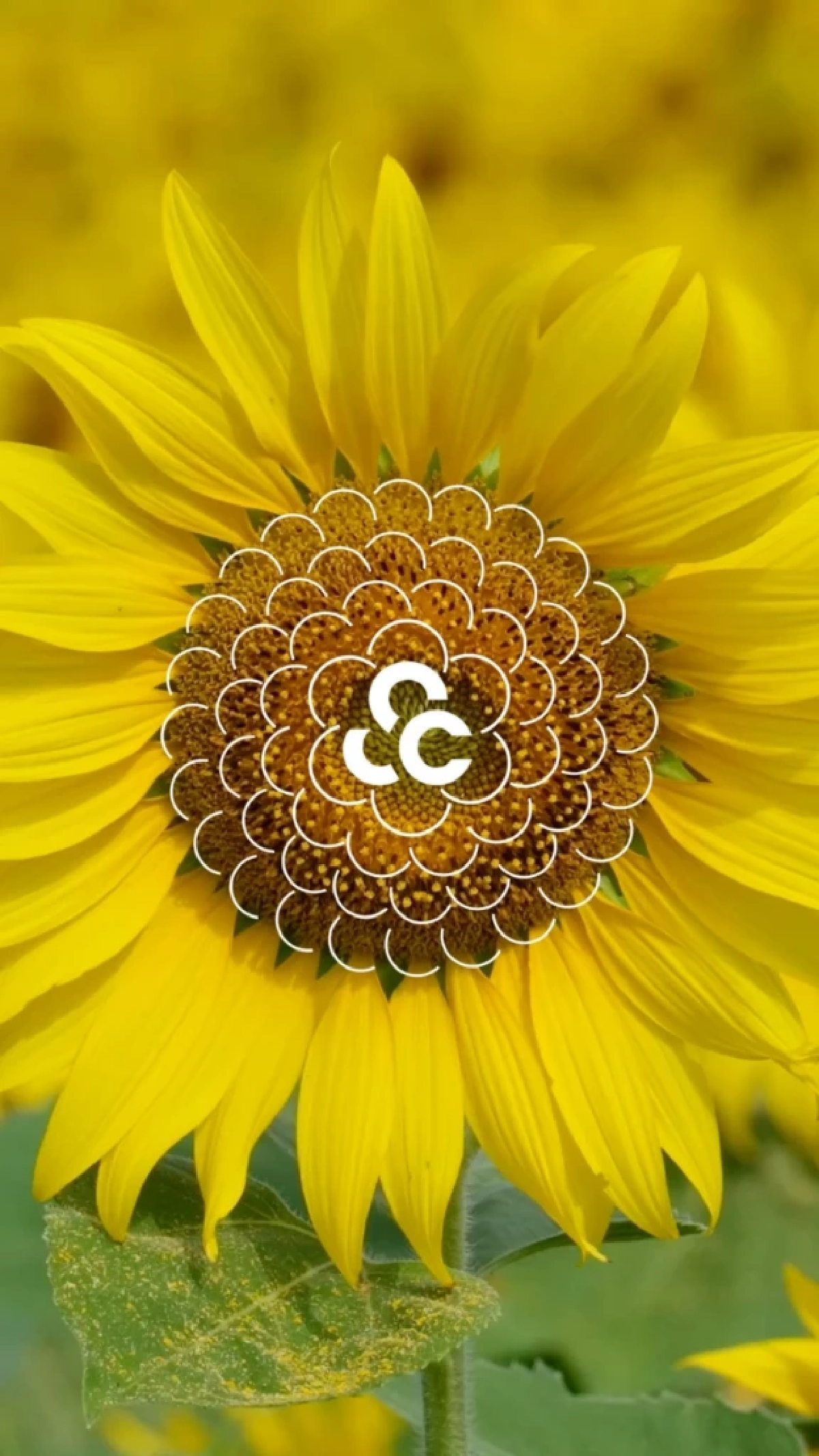 ถอดรหัส SC รีแบรนด์ใหญ่รอบ 20 ปี ตัด 'Asset' พลิกโฉมอสังหาฯ 'มากกว่าที่อยู่อาศัย'