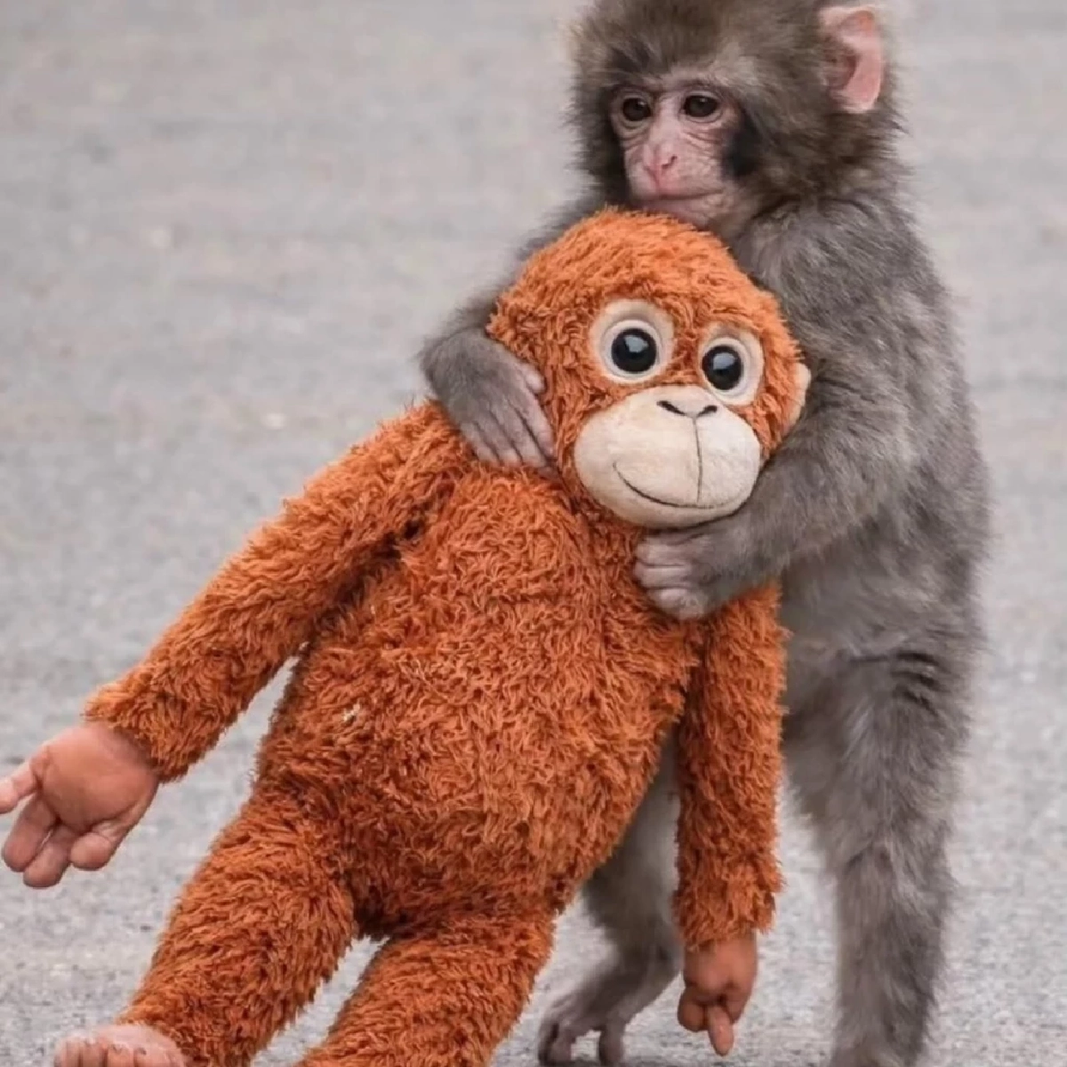 Crocs เปิดตัว Jibbitz 'พันช์คุง' ตอบรับกระแสไวรัล ขาย 14 มี.ค. นี้