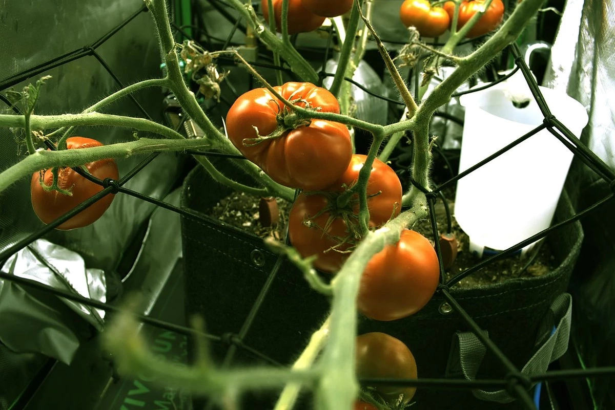 CREDIT : claudeandsol