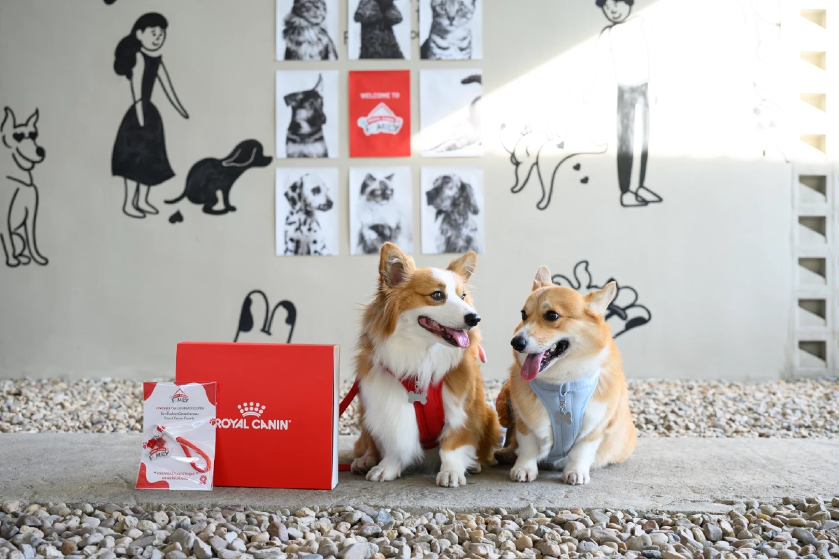 คนเจน Gen Z สายเปย์ Z ยอม ‘อดมื้อกินมื้อ’ ทุ่มเพื่อน้องหมามา ดันตลาดอาหารสัตว์เลี้ยงโต