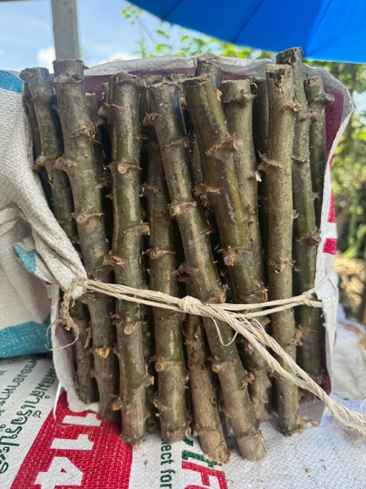 กรมส่งเสริมการเกษตร เคาะเป้าลดพื้นที่ระบาด 'โรคใบด่างมันสำปะหลัง' 30%