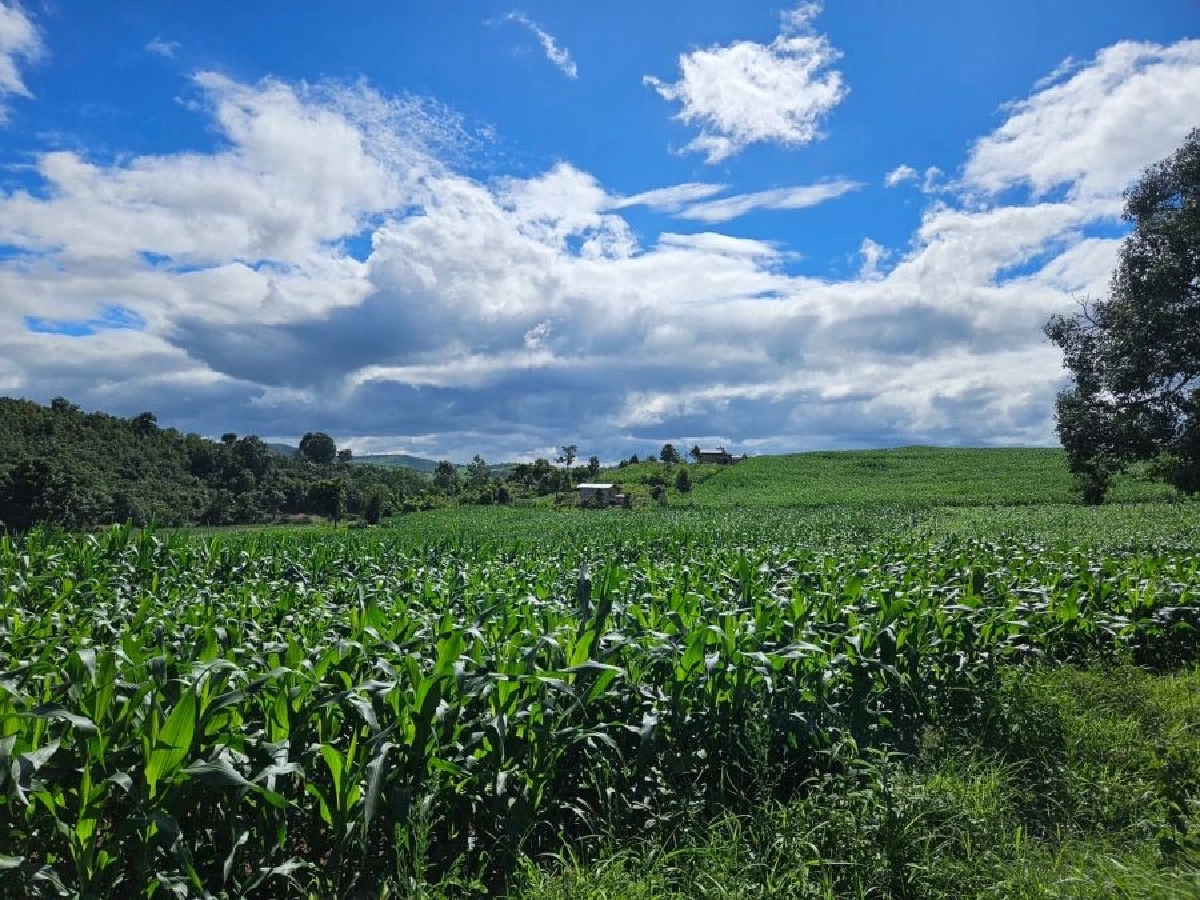 เมียนมา ตั้งคณะทำงานออกใบรับรอง 'ข้าวโพดปลอดการเผา' รองรับการส่งออกไทย