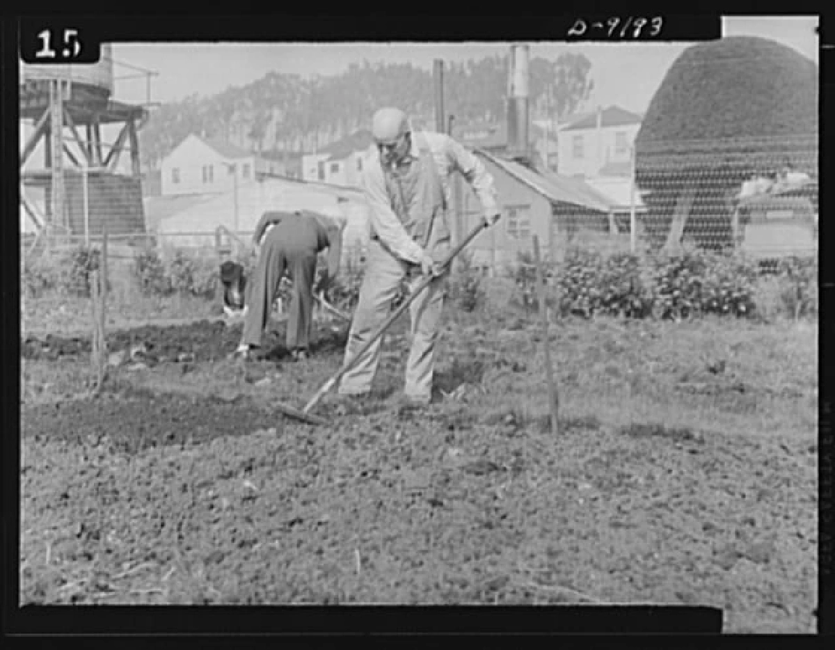 ถอดบทเรียน ปลูกผักฝ่าวิกฤตสงครามโลก ทำไมสหรัฐฯ รุ่ง แต่ไทยร่วง