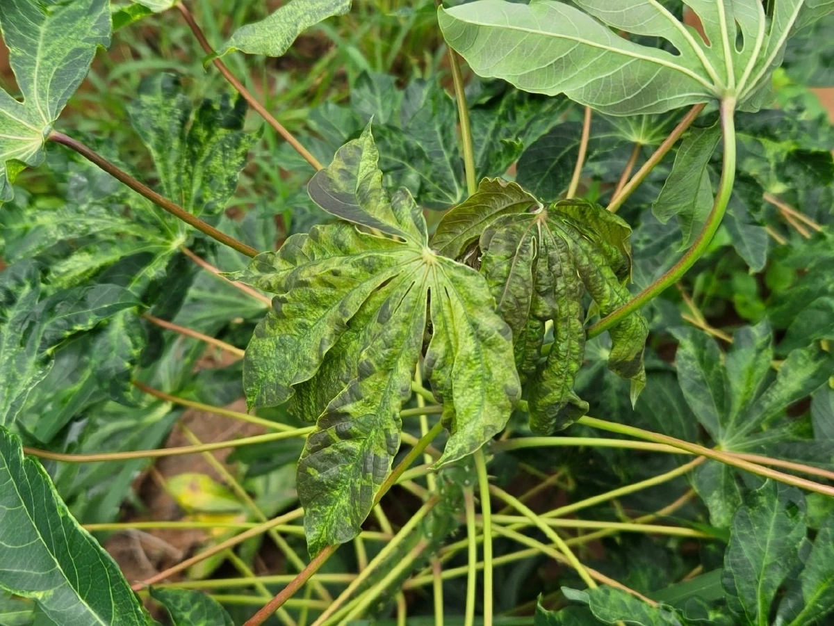 กรมส่งเสริมการเกษตร เคาะเป้าลดพื้นที่ระบาด 'โรคใบด่างมันสำปะหลัง' 30%