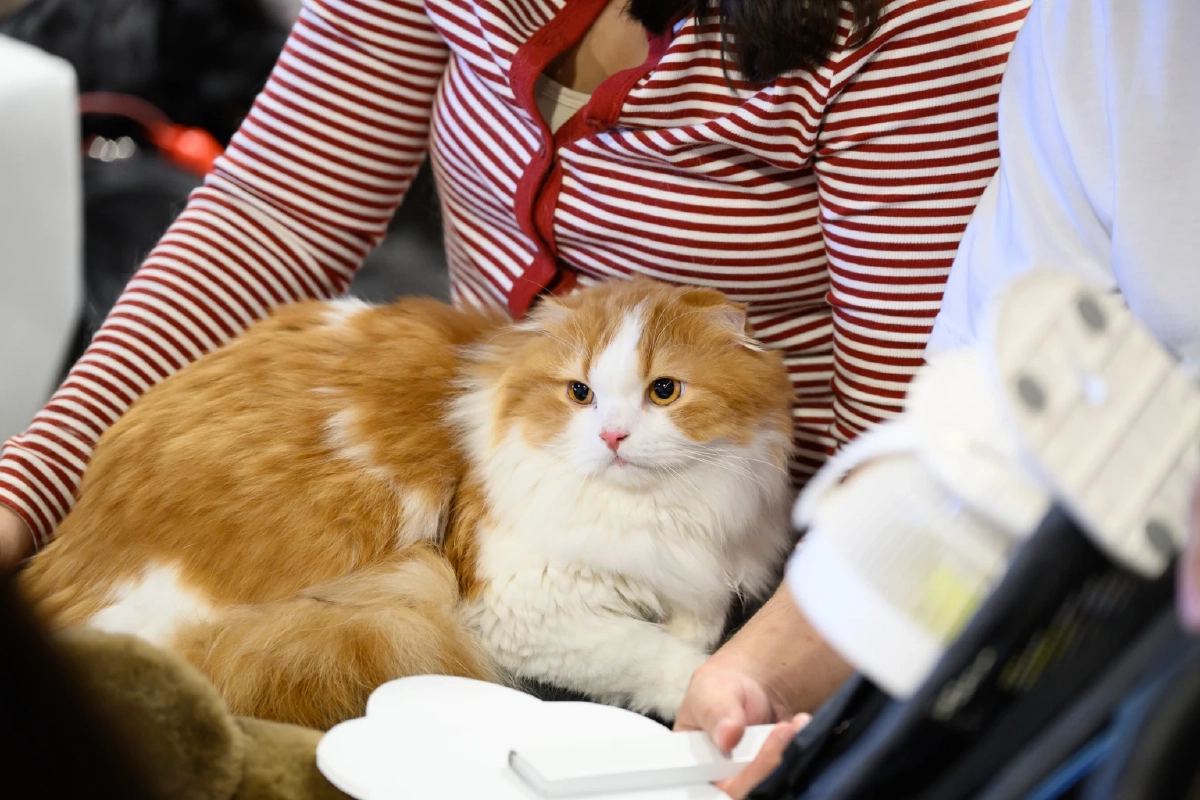 คนเจน Gen Z สายเปย์ Z ยอม ‘อดมื้อกินมื้อ’ ทุ่มเพื่อน้องหมามา ดันตลาดอาหารสัตว์เลี้ยงโต