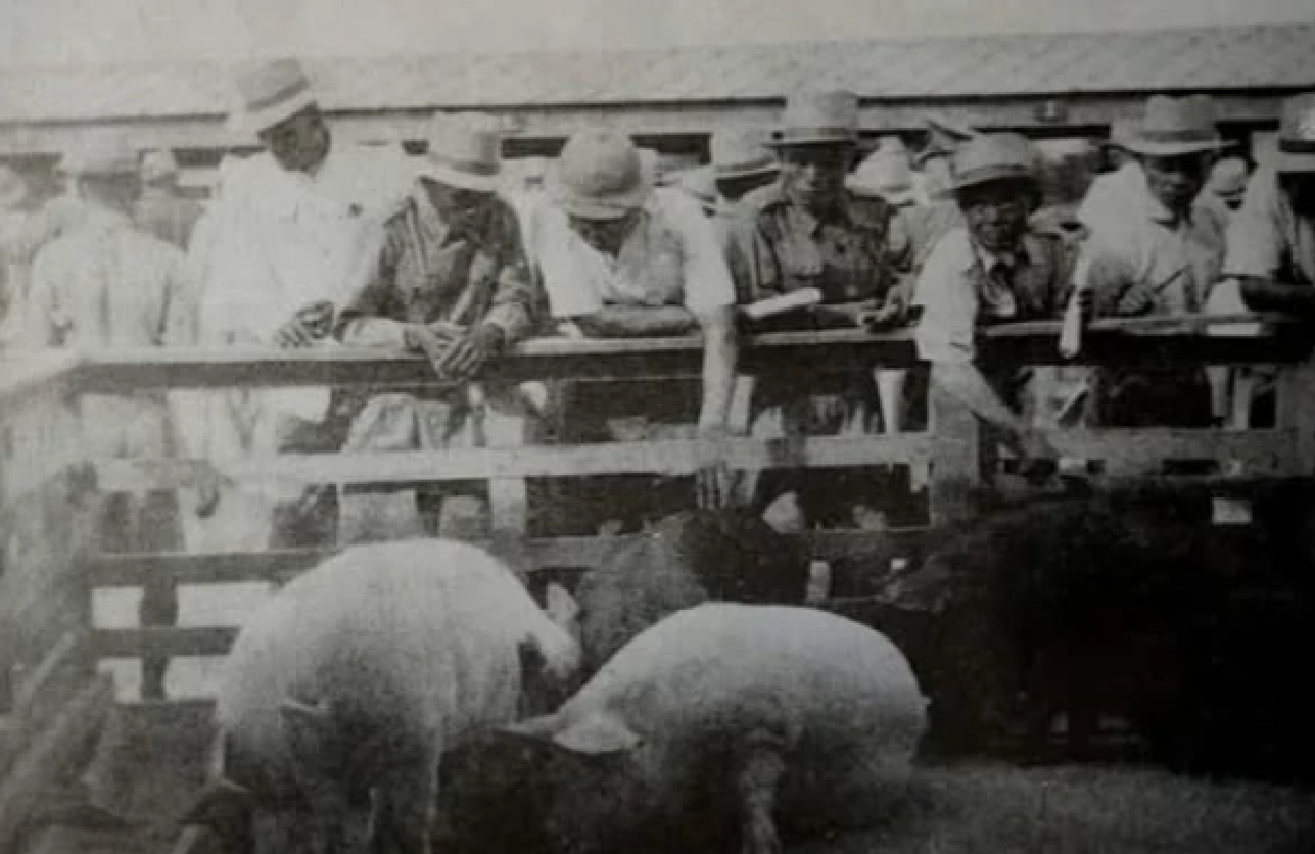 รัฐบาล จอมพล ป. ส่งเสริมให้ประชาชนเลี้ยงหมู