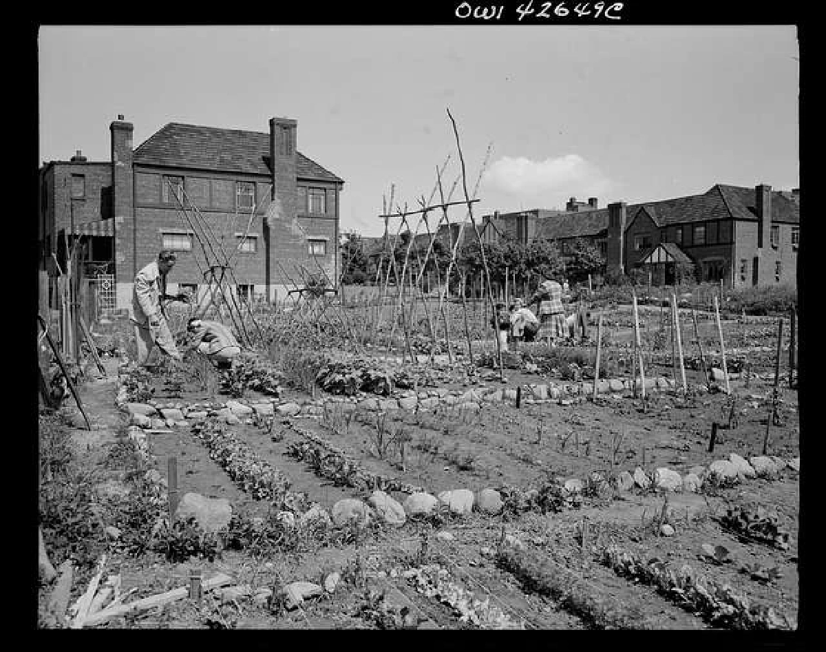 ถอดบทเรียน ปลูกผักฝ่าวิกฤตสงครามโลก ทำไมสหรัฐฯ รุ่ง แต่ไทยร่วง