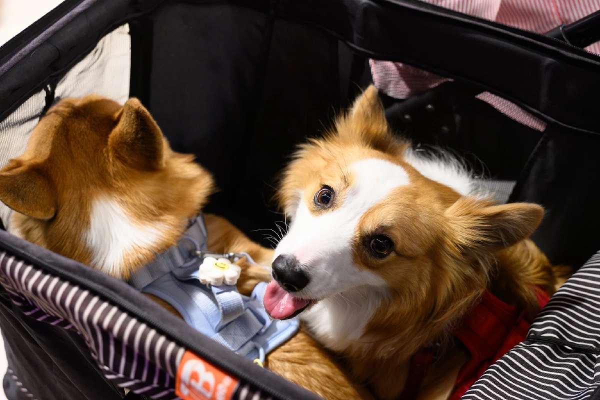 คนเจน Gen Z สายเปย์ Z ยอม ‘อดมื้อกินมื้อ’ ทุ่มเพื่อน้องหมามา ดันตลาดอาหารสัตว์เลี้ยงโต