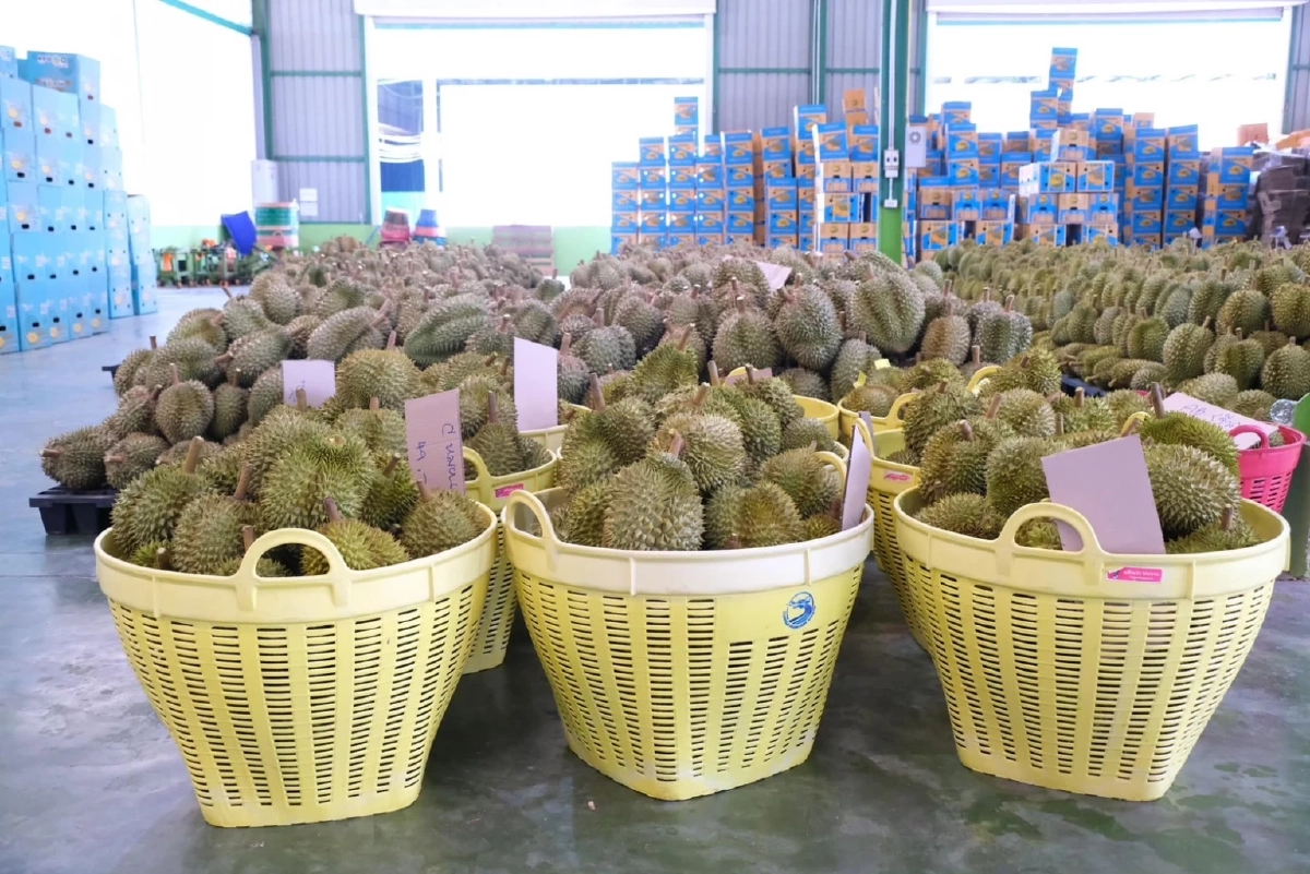 กรมส่งเสริมสหกรณ์ งัด 4 มาตรการดันสินค้า GI รุกห้างใหญ่ สร้างราคา เพิ่มมูลค่า