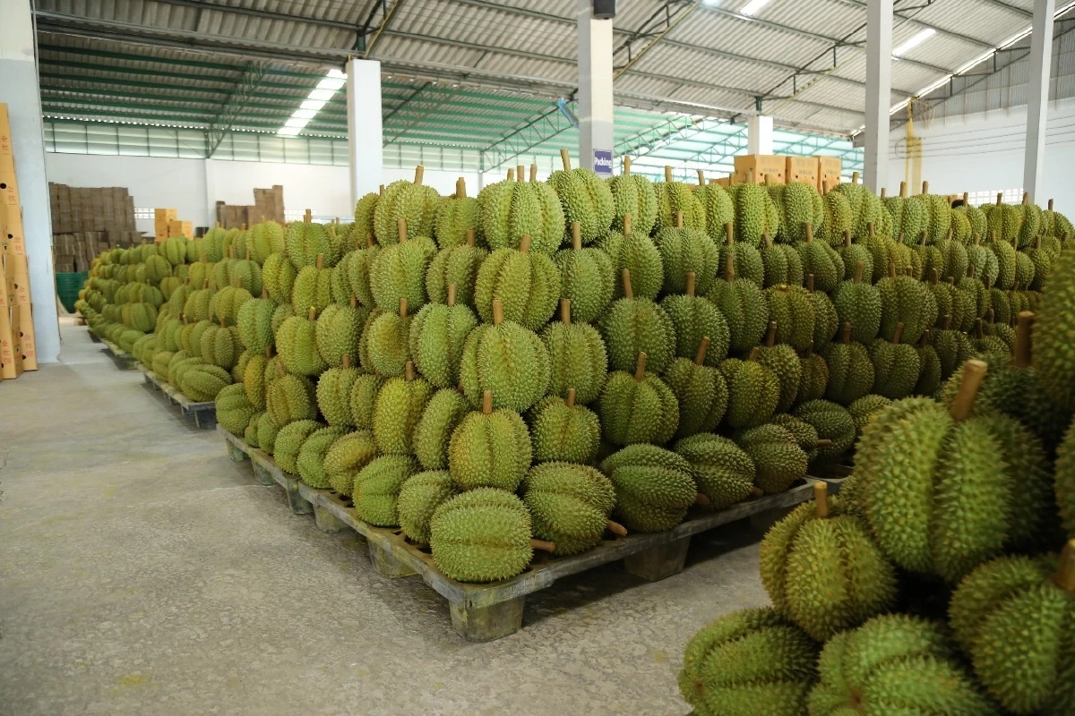 เกษตรชวนคนไทยอุดหนุน 'ผลไม้ตะวันออก' คุณภาพดี เชื่อถือได้