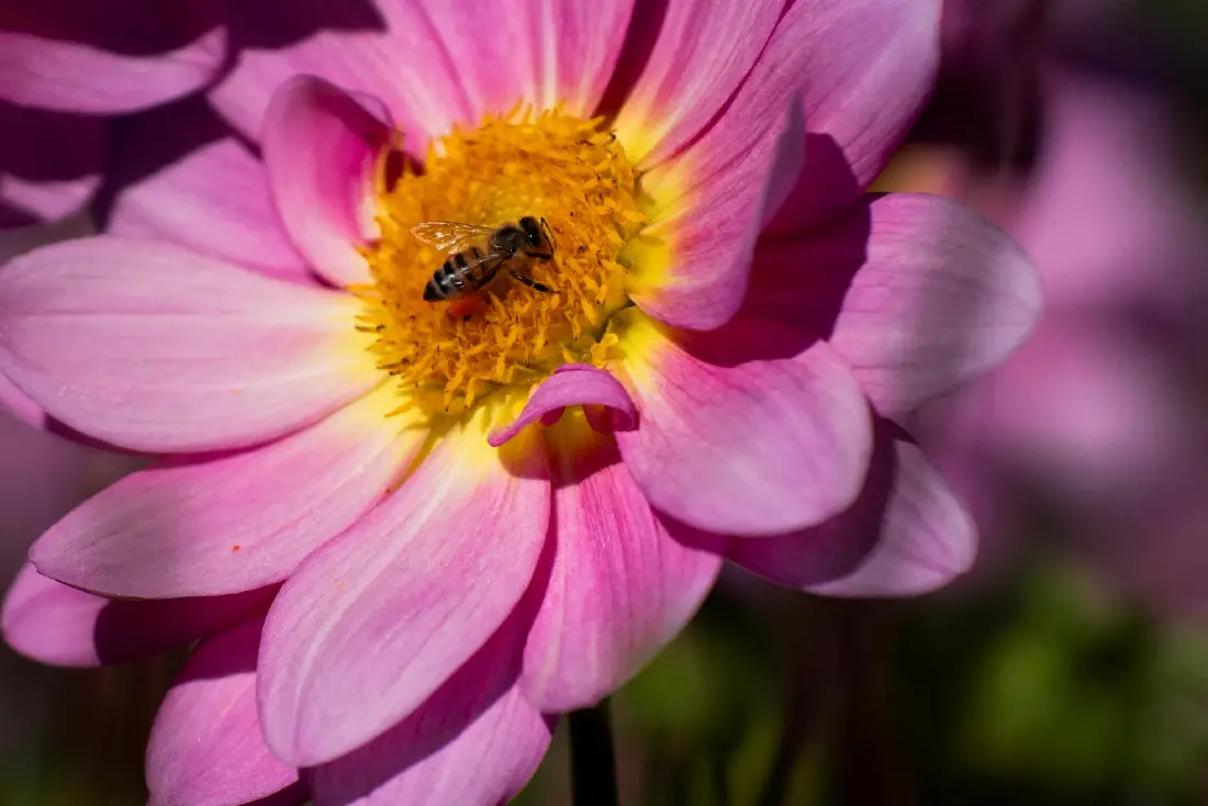 งานวิจัยใหม่พบ “ผึ้งนางพญา” สามารถมีชีวิตรอดอยู่ใต้น้ำได้นานอย่างน้อย 1 สัปดาห์ในภาวะคล้ายการจำศีล แม้โพรงจะถูกน้ำท่วมจากฝนและหิมะละลายในฤดูหนาว Credit ภาพ REUTERS 