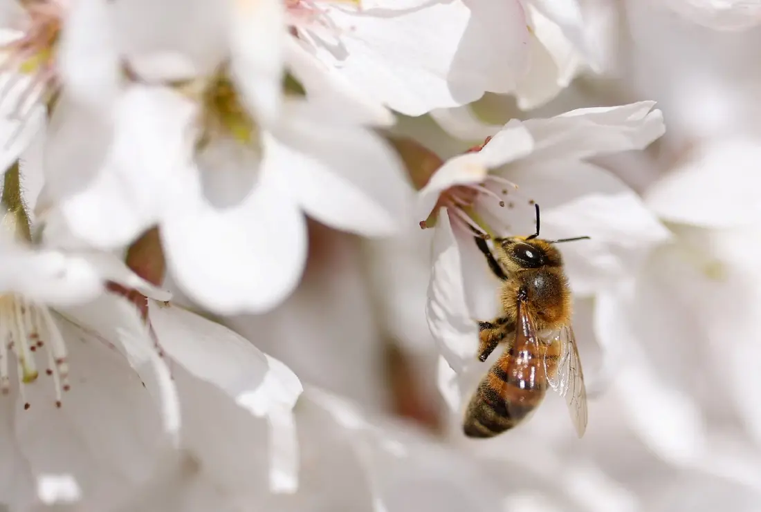 งานวิจัยใหม่พบ “ผึ้งนางพญา” สามารถมีชีวิตรอดอยู่ใต้น้ำได้นานอย่างน้อย 1 สัปดาห์ในภาวะคล้ายการจำศีล แม้โพรงจะถูกน้ำท่วมจากฝนและหิมะละลายในฤดูหนาว Credit ภาพ REUTERS  