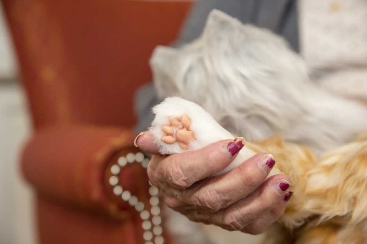 ‘หุ่นยนต์สัตว์เลี้ยง’ เทรนด์มาแรง งานวิจัยชี้บำบัดผู้สูงวัย-เด็กได้จริง