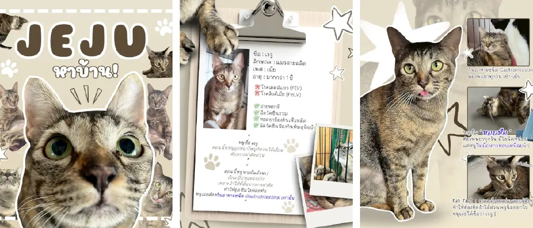 'JohnJud Map' โมเดลจัดการ 'แมว-สุนัขจรจัด' ฉบับชาวจุฬาฯ เช็กได้ตัวไหนเฟรนลี่