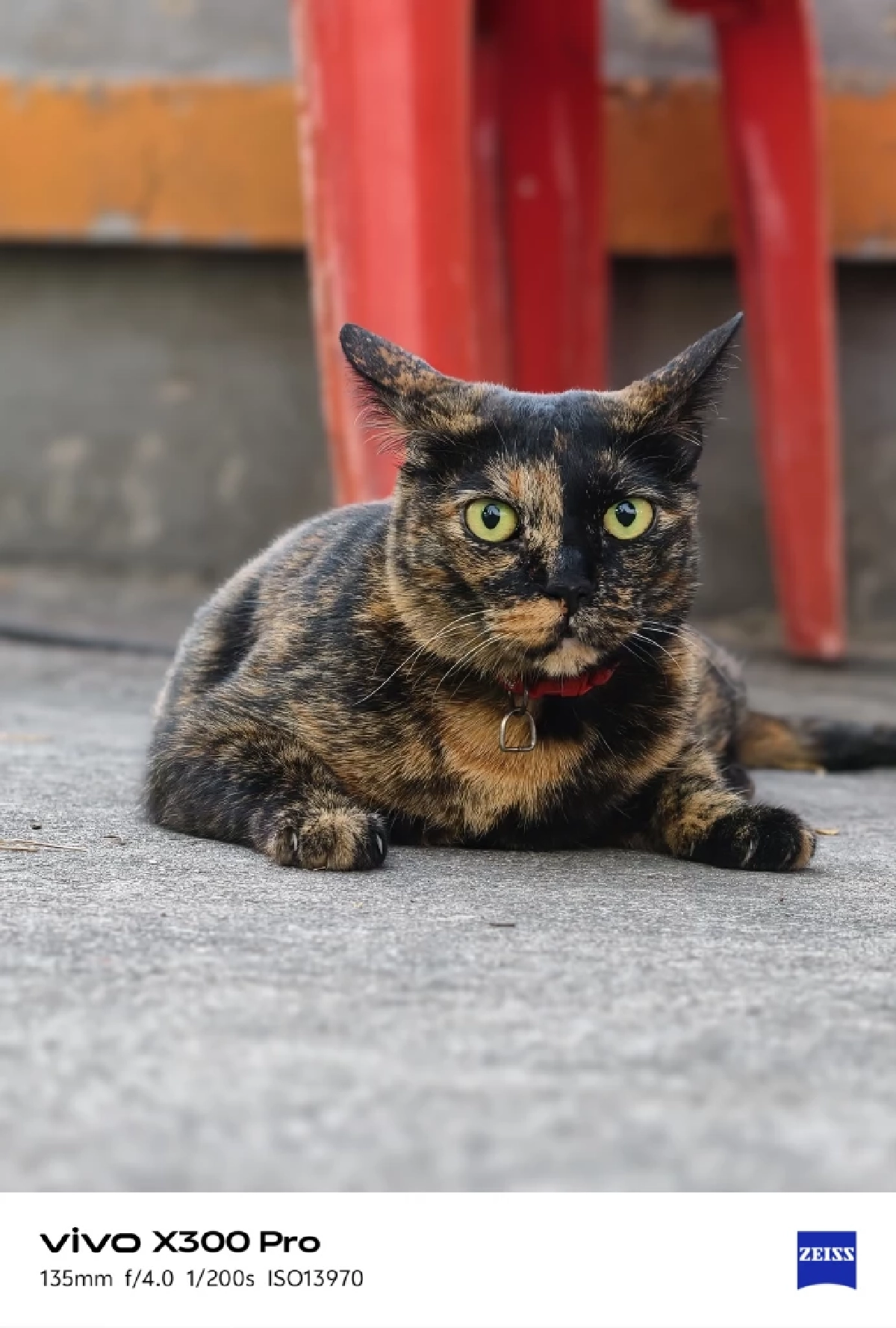 Gen Z ไทยฮิตเลี้ยงแมว ‘คลายความเครียด’ ยอมเปย์หนักเพื่อลูกรัก ดันตลาดอาหารโต