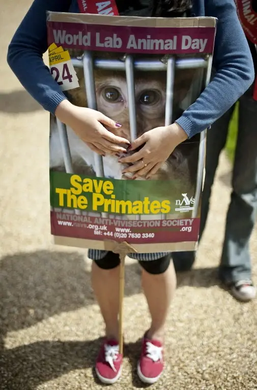 24 เมษายน วันสัตว์ทดลองโลก: วันแห่งการระลึกถึงในระดับสากล สัตว์นับล้านชีวิตที่ต้องเจอความเจ็บปวด แลกมากับความก้าวหน้าทางวิทยาศาสตร์  Credit ภาพ AFP